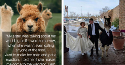 Man Brought a Llama to His Sister's Wedding, and Understandably, She Was Not Impressed