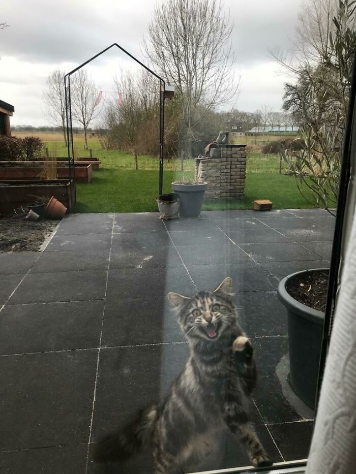 30. Ever Since My Kitten Learned To Meow Properly, She Has Been Making It Very Clear When She Wants To Enter The House!