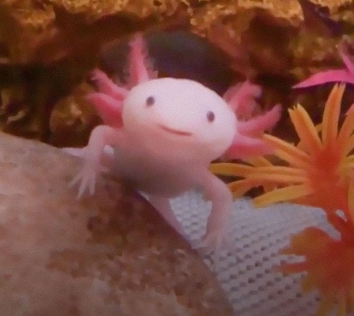 1. The axolotl is also known as the 