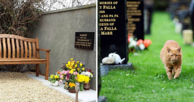 Barney The Cemetery Cat Was Such A Caring Kitty He Consoled Mourners For 20 Years
