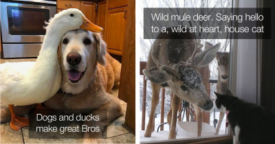 17 Times Animals Proved They're Better at Unlikely Friendships Than Humans Are