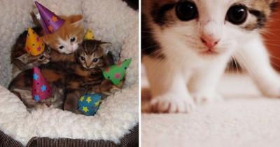 Adorable Pictures of Kittens That Will Definitely Melt Your Heart