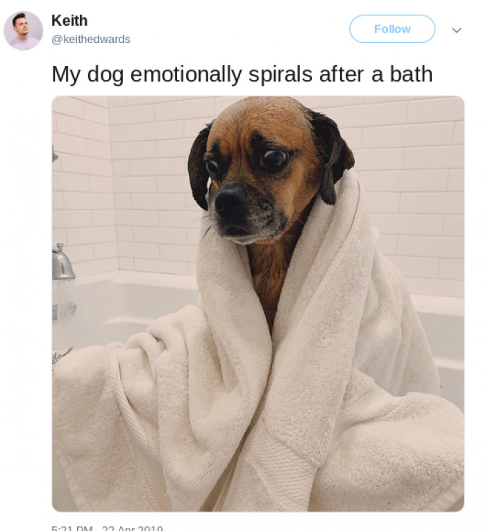 Existential Crisis Doggo