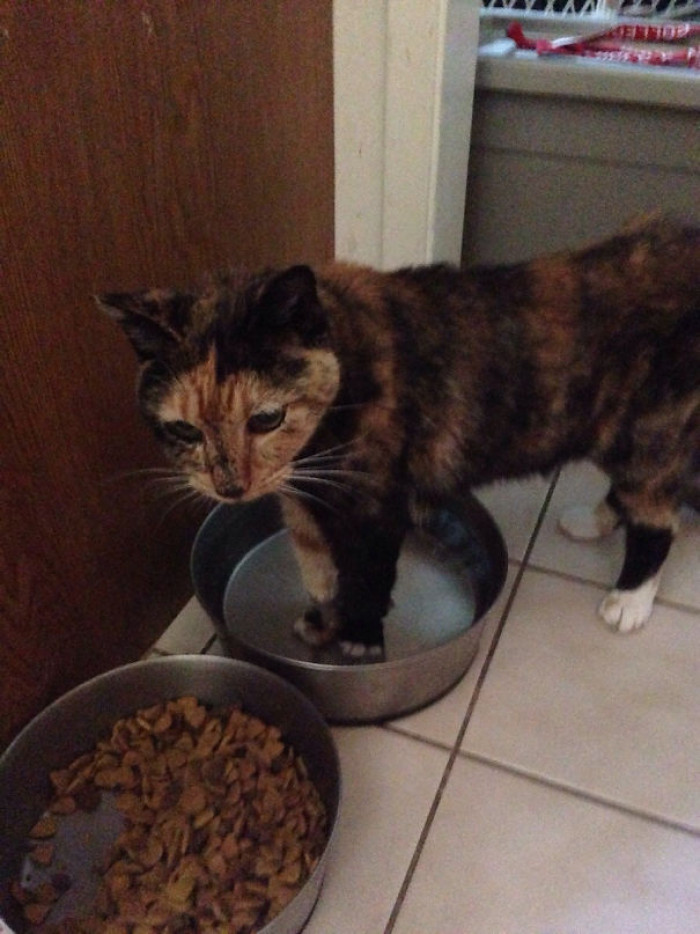 #74 This Is Cali. She Liked To Fuck With The Dogs By Standing In Their Water Bowl