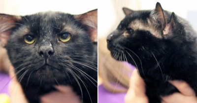 Batman The Cat With Four Ears Finds a Furrever Home