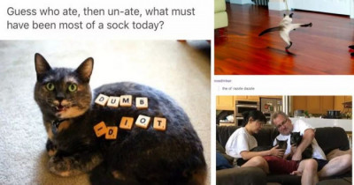 Posts About Cats That Are Painfully Accurate Towards The Attitudes Of Cats