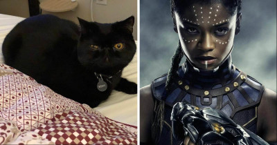 Black Kitties Are Finding Forever Homes In Celebration of 'Black Panther'