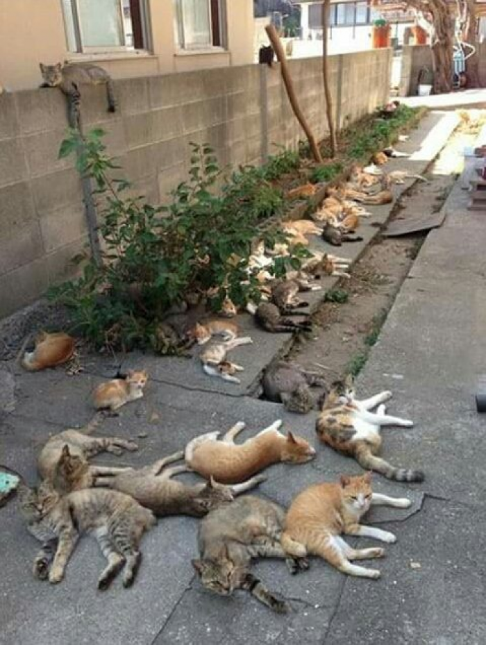 11. “This is what happens when you grow catnip in your backyard.”