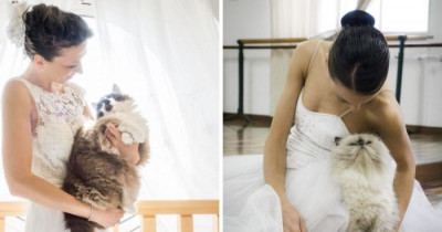 A Photographer Does Wedding Shoots Featuring Cats And The Results Are Amazing