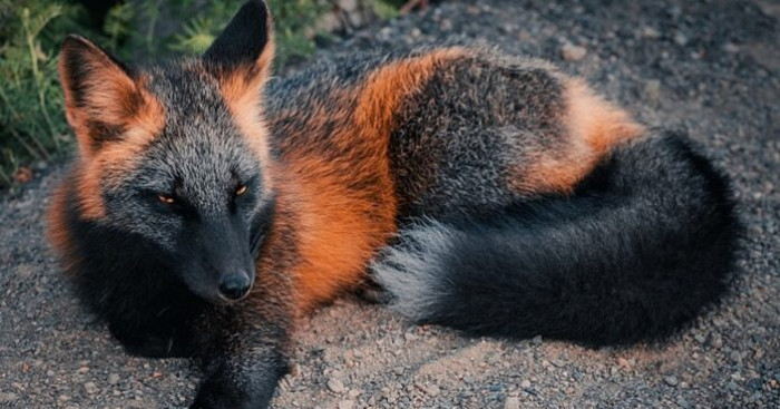 The sight of the Cross Fox may be a little eerie for some people, but most people find these stunning animals to be breathtaking.