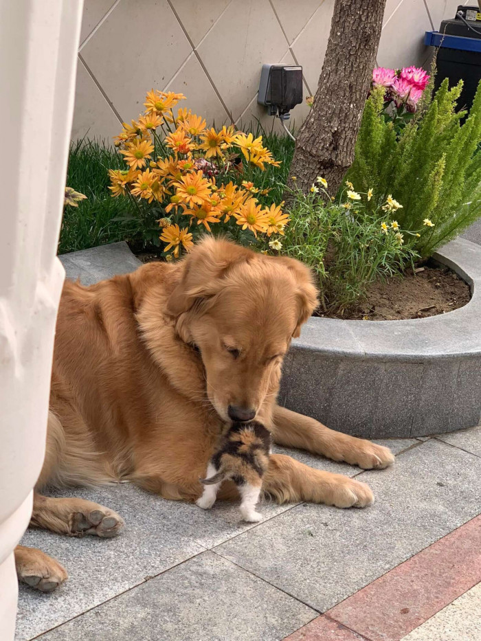 “At first, she didn’t have much energy and slept a lot. But after she was fed regularly and had a warm place to sleep, she livened up.”