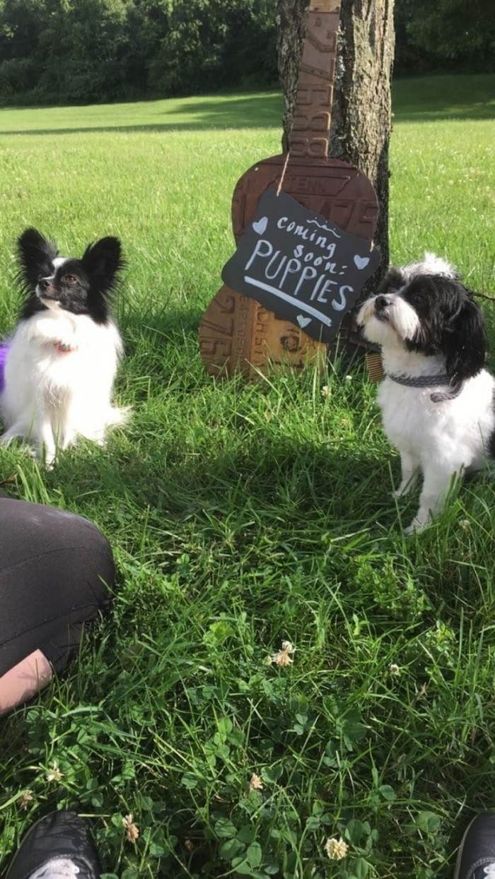 14. They had a 'pupternity' shoot when their dog got pregnant