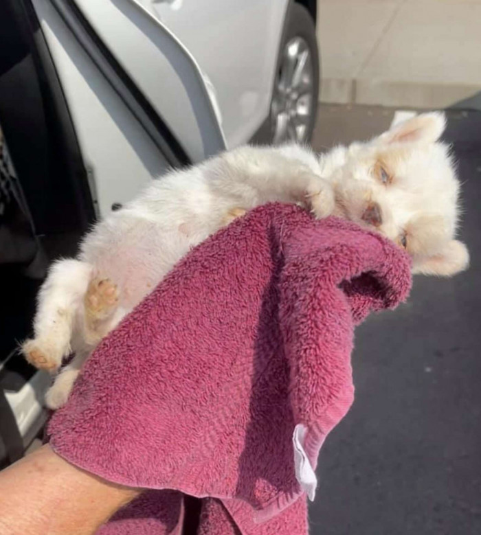 The nearly lifeless Penelope the moment she was rescued.