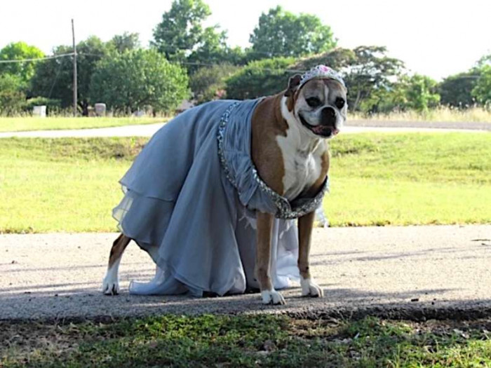 Just a dog in a prom dress. 