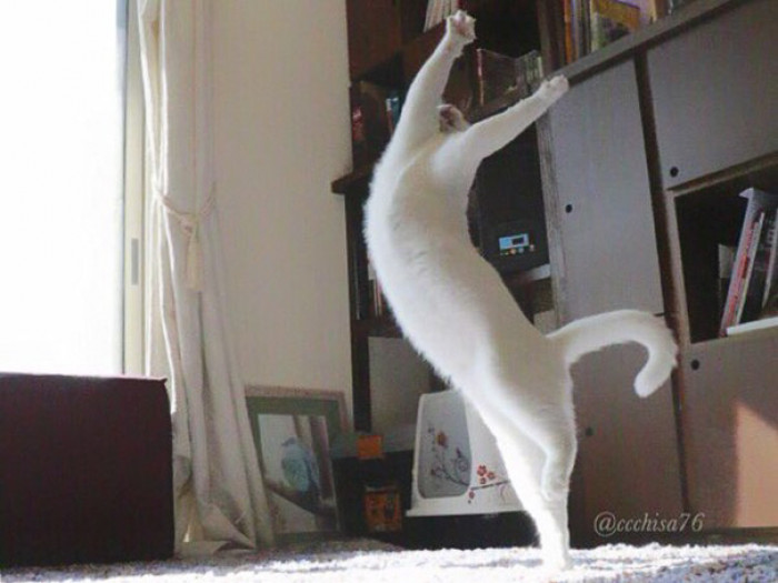 Cat performing dance footwork, sitting like a ballerina during a Thriller move