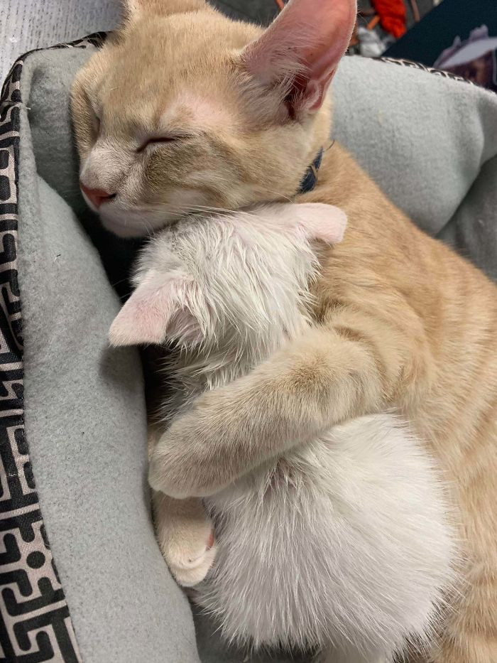 28. "The Time I Rescued A Crying Kitten Outside My Cat Cuddled Her"