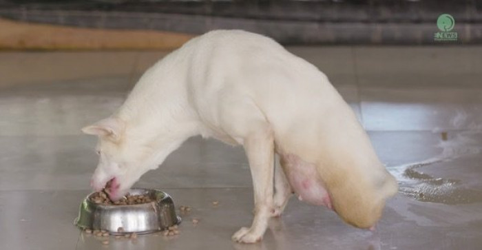 According to one of the volunteers, caring for them is hard work, but it is also rewarding work.