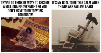 These Cats Perfectly Describe Our Daily Struggles