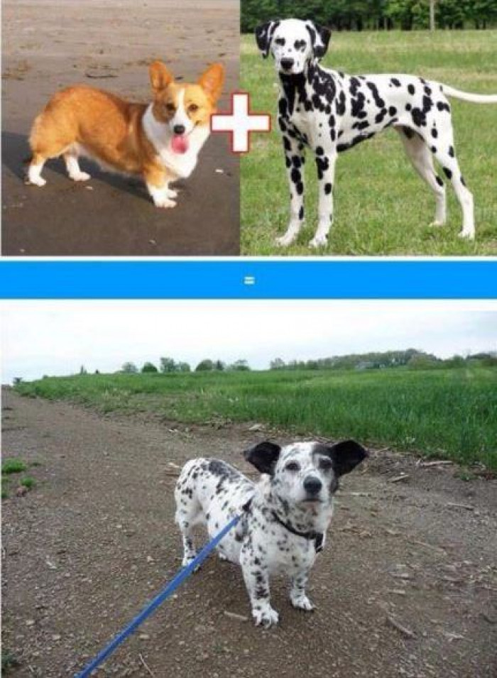 5. Corgi and a Dalmatian