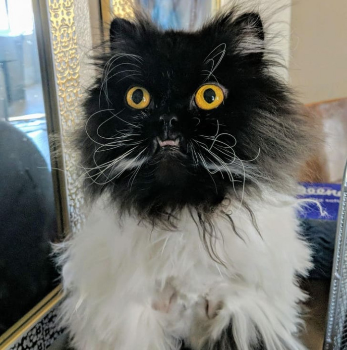 7. The derp is strong with this one.