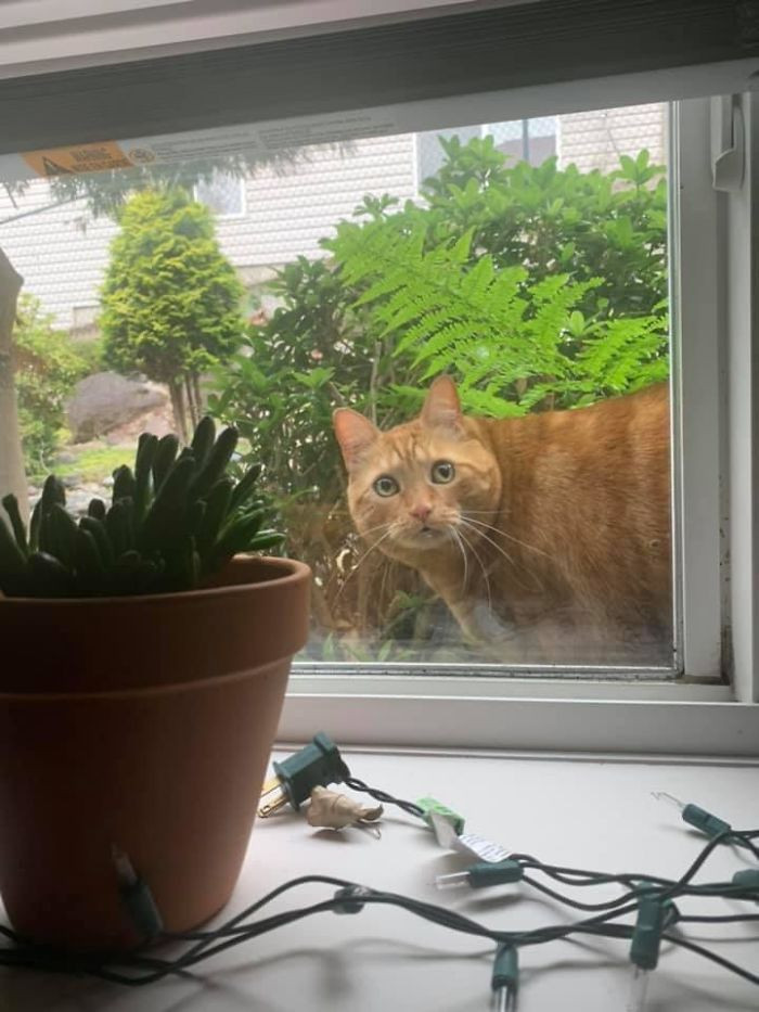 "I Was Watching TV In My Living Room, Only To Realize I Too Was Being Watched. B.C., Canada."
