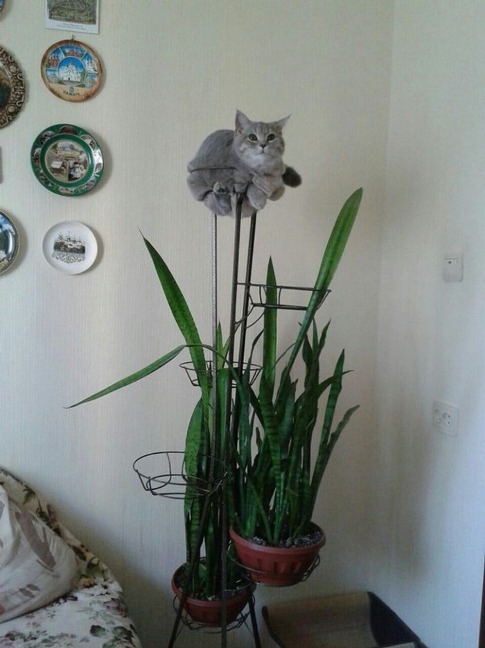 19. This plant bloomed a cat?