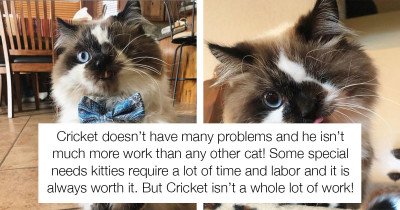Meet Cricket: The One-Eyed Cat, Purr-fectly Precious in Every Way