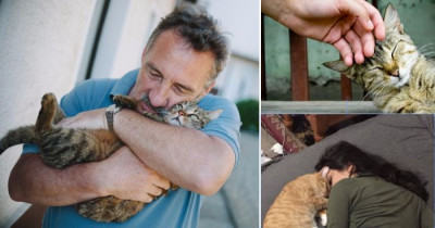 You Can Get Paid To Be A Professional Cat Cuddler AKA The Best Job Ever