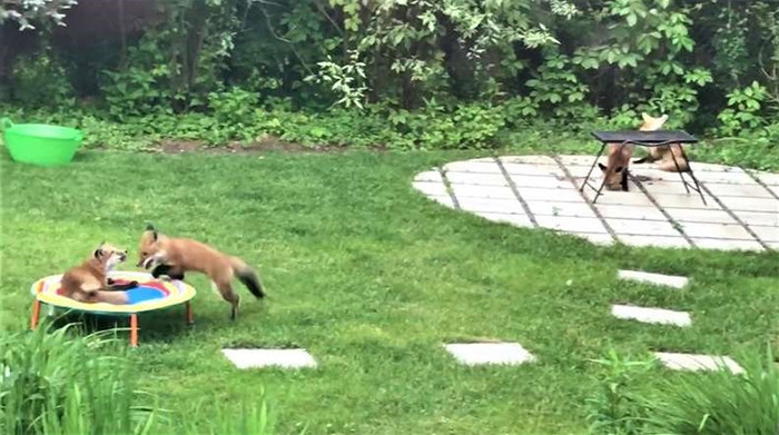 The cute family of seven started coming by almost every day to play and relax.