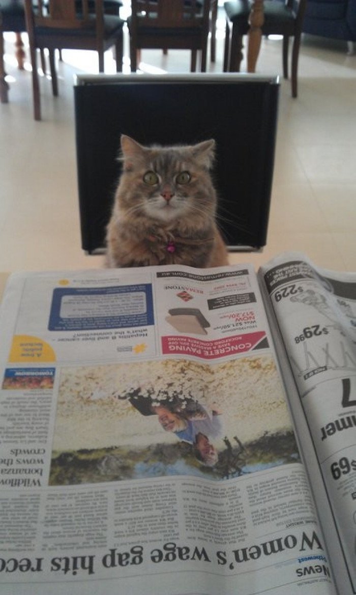 25. Cat food prices increased again!
