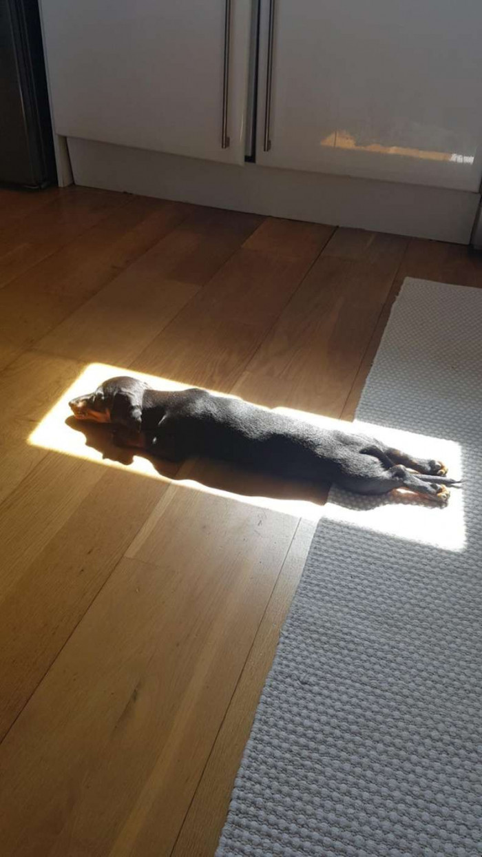 The Beyond Adorable Viral Puppy Photo. 😍😍