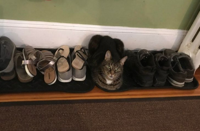 29. “Any time I put on a pair of shoes, he moves in to take their place.”