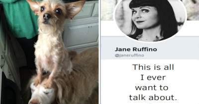 Tiny Pupper Shows Big Smarts and Stuns the Internet