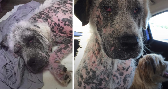 The rescuers took the two dogs to the vet.