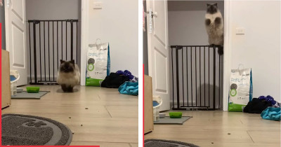 George The Himalayan Cat Should Win An Award For His Incredible Elegant Jumping