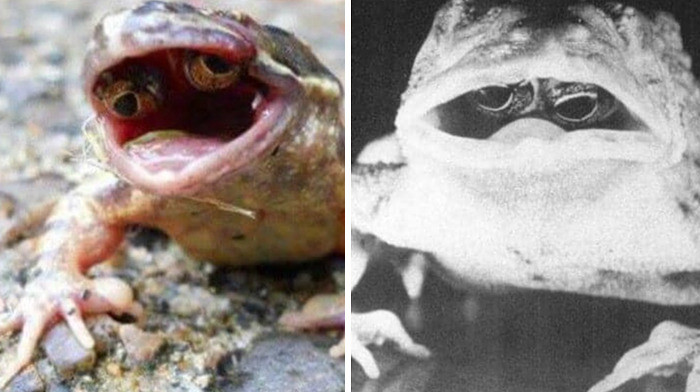 31. Frogs That Have Eyes Grow On The Inside Of Their Mouth