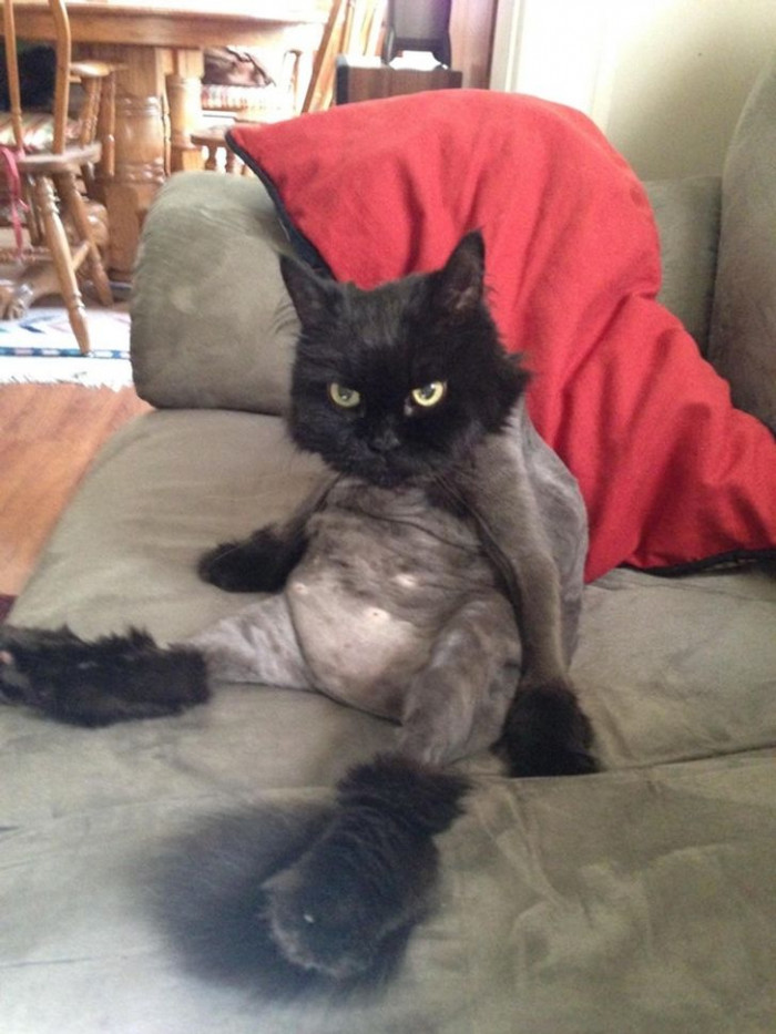 5. This kitty is NOT happy about this new haircut.