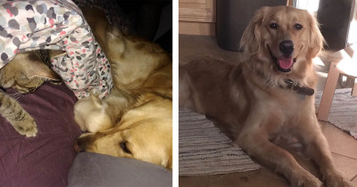 Lonely Dog Lost Two Close Friends So He Randomly Brought His Owner A Kitten That Needed Some TLC