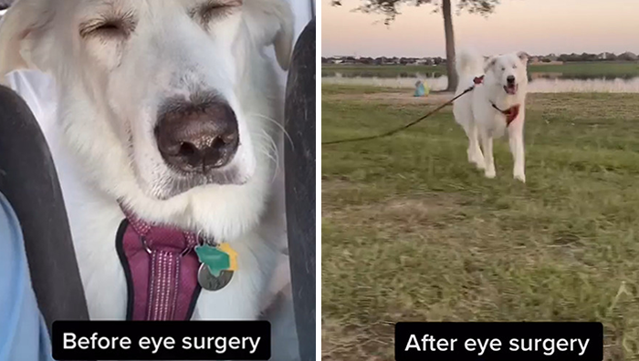 Even after eye removal surgery, she remains very active and does everything like she used to before the surgery. 