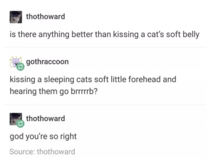 Okay sounds good in theory but I've never kissed a cats belly without being kicked in the face