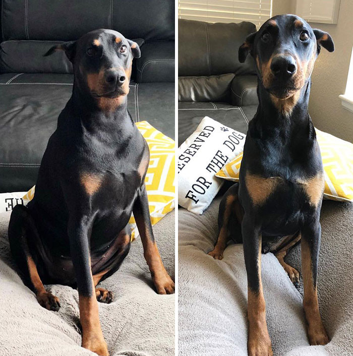 "Zeus Is Proof That Anything Is Possible If You Work Hard Enough For It. You Are Looking At A 10-Month Difference: 107 Lbs vs. 82 Lbs."
