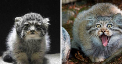 We Just Discovered How Cute Manul Cats Are And We Are In Awe