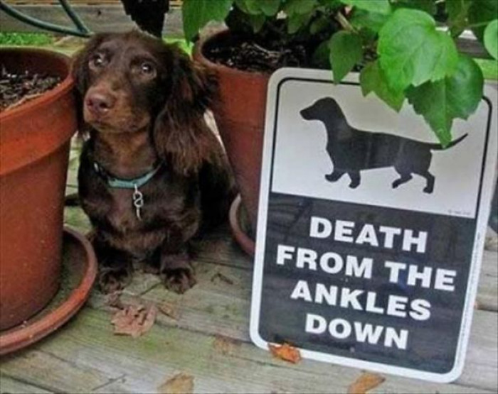 Never Underestimate an Ankle Biter.