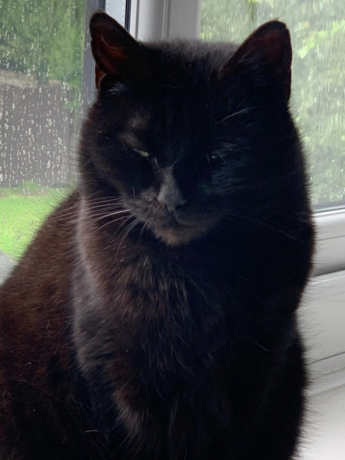 6. "I came back from a two-day trip; the neighbors looked after her, but she won't even look at me."