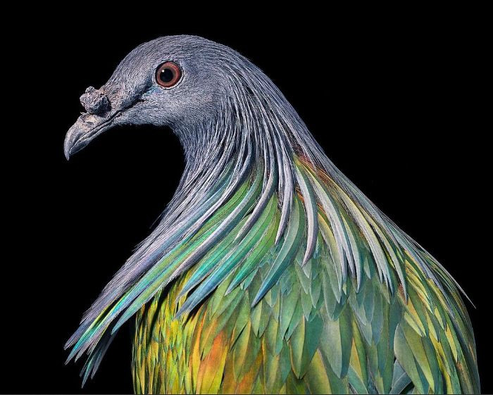 22. The NicoƄar Pigeon