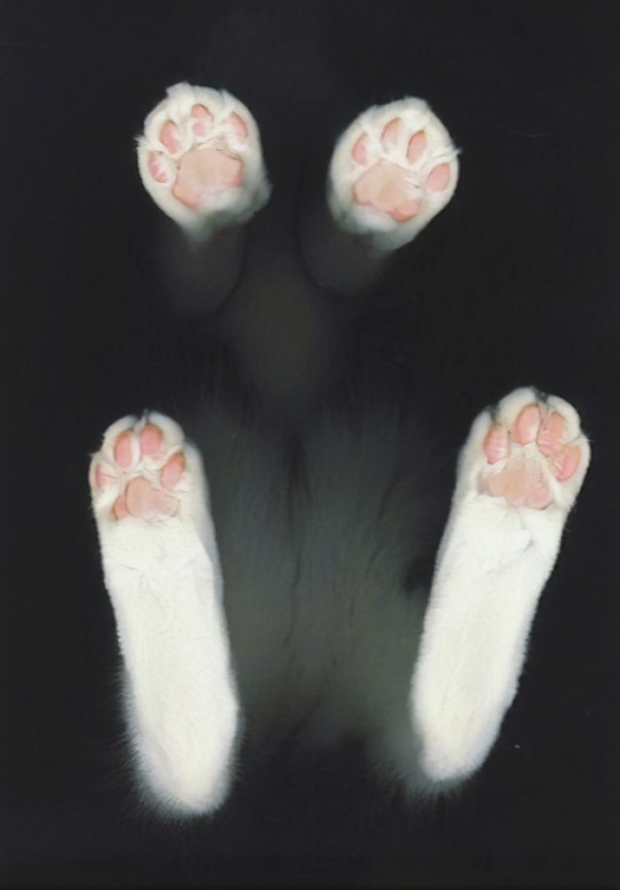 Cat feet are my favorite things on Earth!