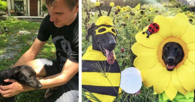 Dad Steals Every Single Halloween Show With The Funny Costumes He Makes For His Rescued Dogs