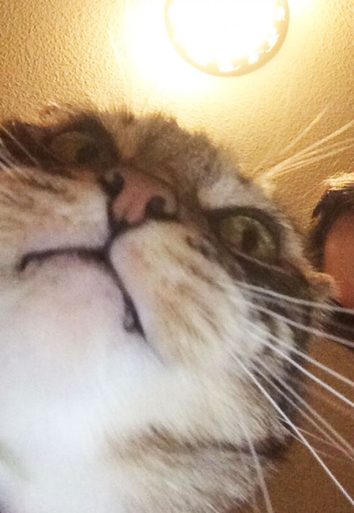 \#56 I Am Often In Awe Of How Beautiful And Majestic Cats Can Be… Then I Remember That Time I Tried To Take A Selfie With Minna