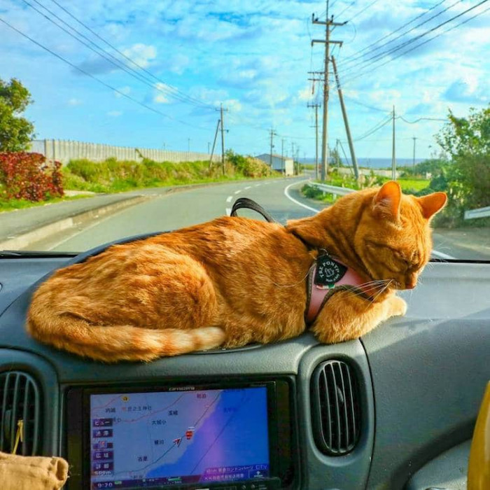 The cats sit in Nagasawa's backpack, get pushed in a stroller, and even walk on leashes as they travel. 