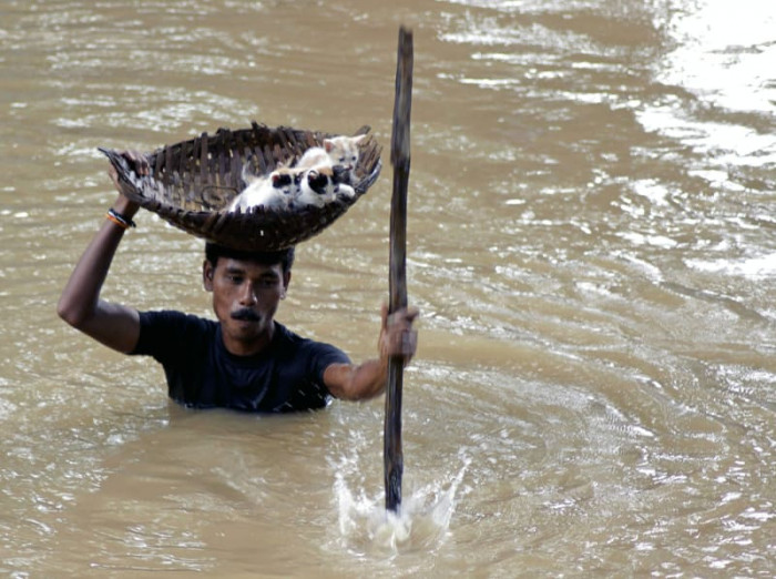 Man helps stray kittens during a flood in Cuttack, India